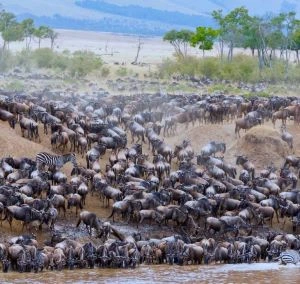 The best 6 Days Great Migration Safari in Serengeti