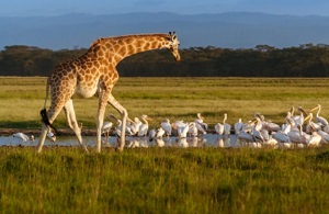 4 Day Tanzania safari | four day Tanzania safari | tanzania safari in 4 days | 4 days tanzania safari | 4-day Tanzania safari | 2023 | 2024 | 2025 | Kizza Adventures