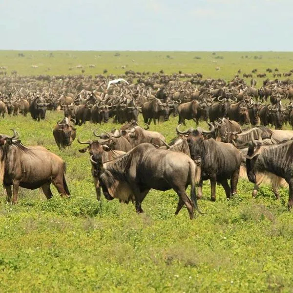4 days Tanzania safari | four day Tanzania safari | tanzania safari in 4 days| 4 daystanzania safari | 4-day Tanzania safari | 2025 | 2026 | 2027 | Kizza Adventures