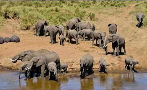Serengeti budget safari | Serengeti budget camping safari | Serengeti safari | Budget camping safari Tanzania | Camping safari Tanzania | 3-day Serengeti budget camping safari | 3 days Serengeti Serengeti budget camping safari | 3 day Serengeti budget camping safari | 2026 | 2024 | 2025 | Kizza Adventure