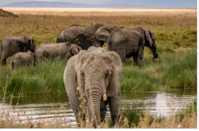 7 days kilimanjaro Marathon 2025 and Tanzania safari| Kizza Adventure