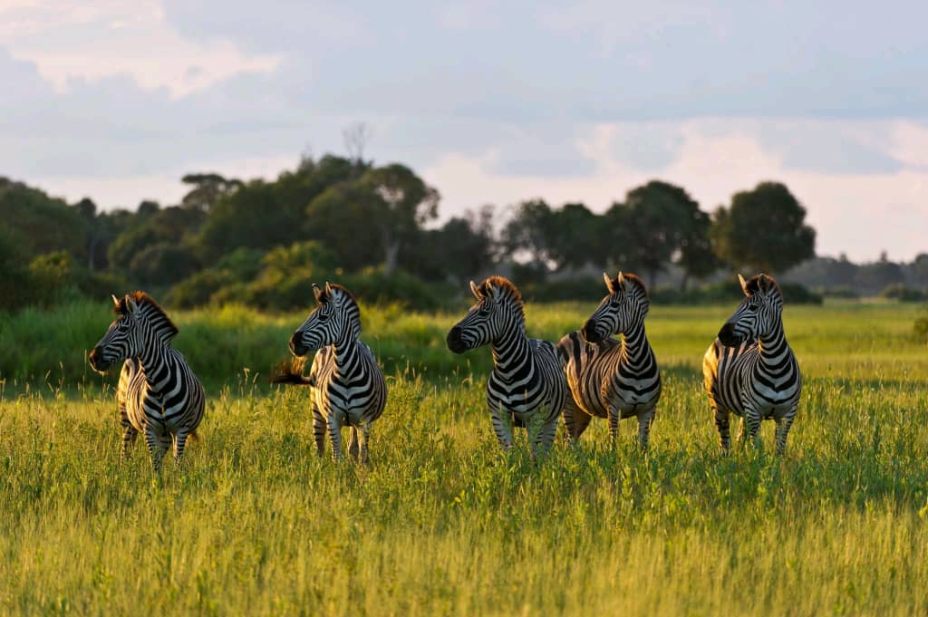 Safari campsite in Tanzania