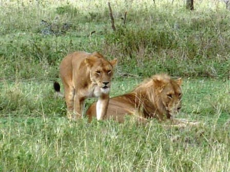 2 Days Small group Tanzania Sharing Safari