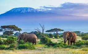 The best 10 days Tanzania safari