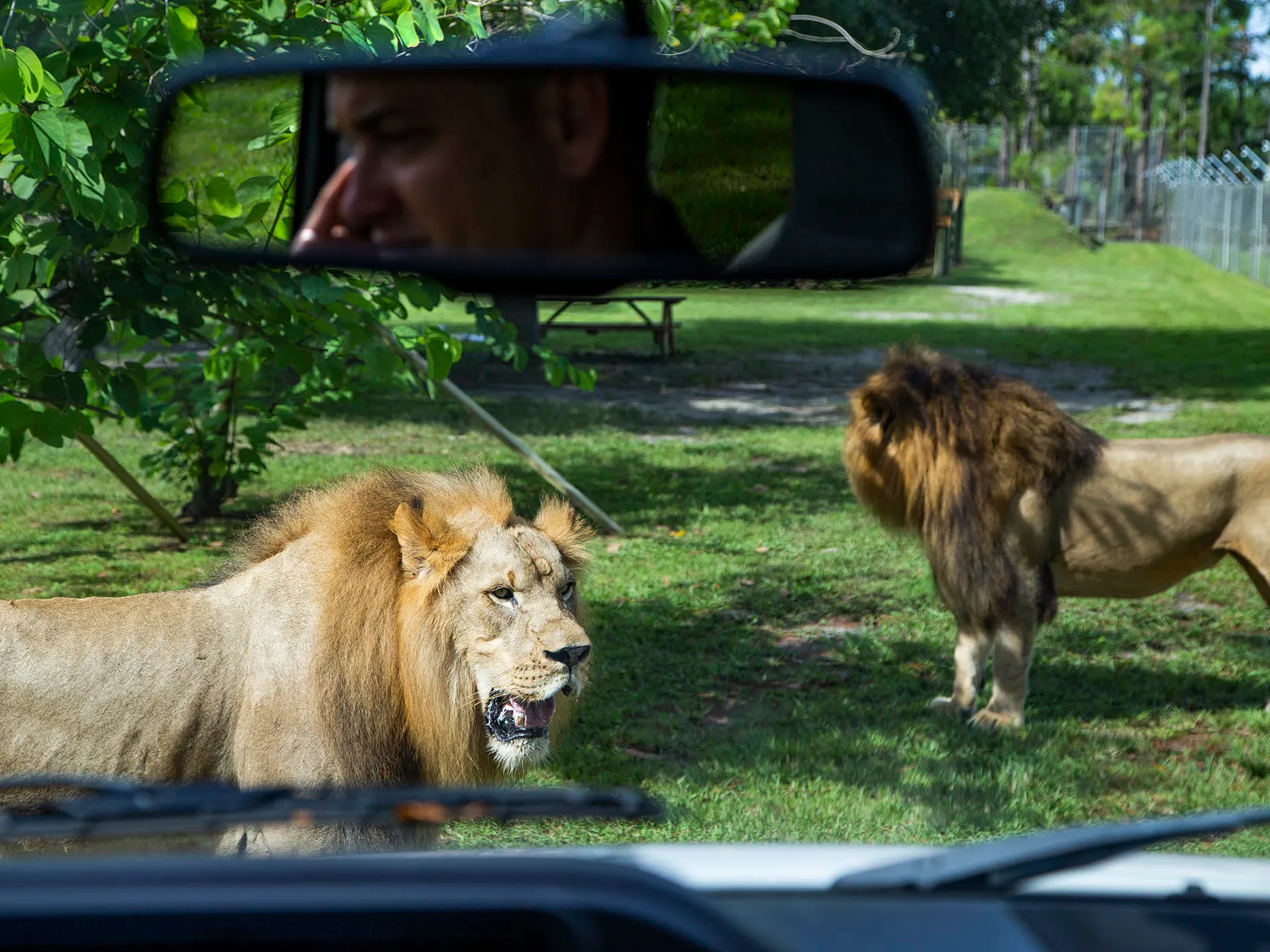 How much time for lion country safari
