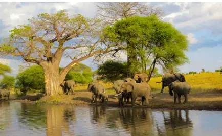 Tanzania and kenya safaris