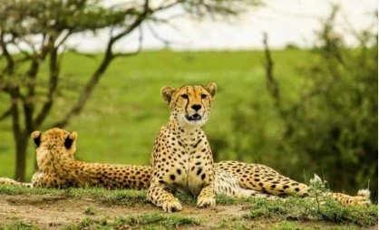 Tanzania and kenya safaris
