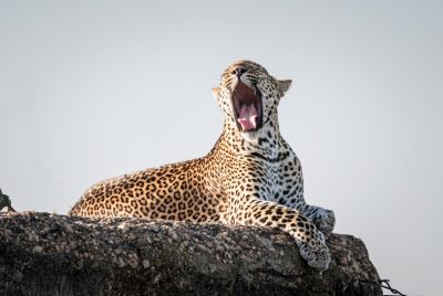 10 days tanzania luxury safari