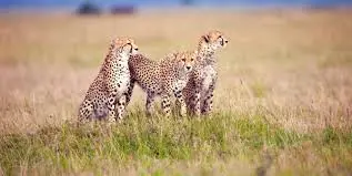 Tanzania and kenya safaris
