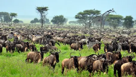 Tanzania and kenya safaris