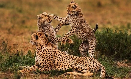 Tanzania and kenya safaris