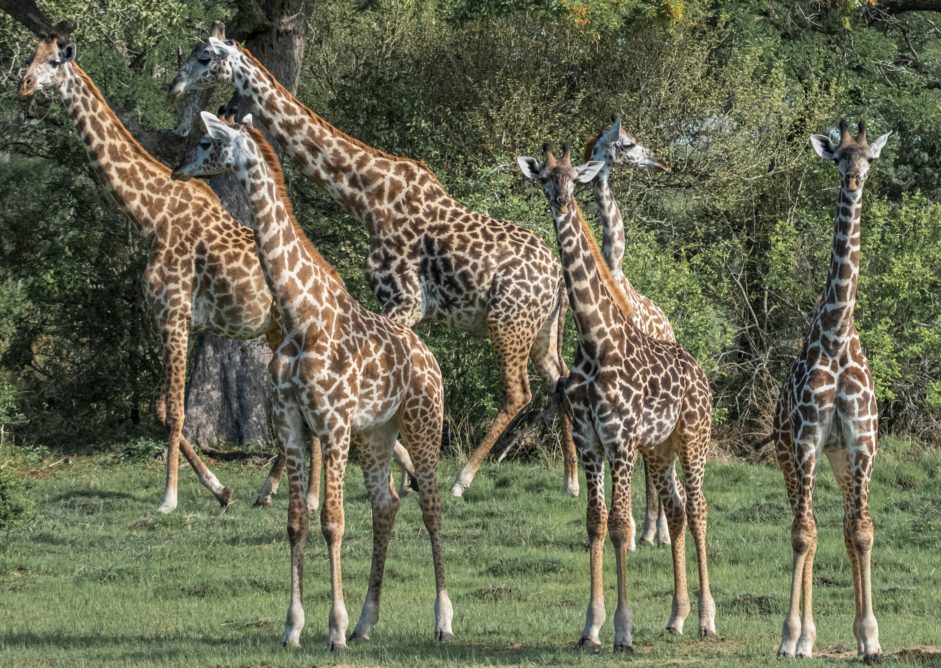 2 Days Serengeti Fly-In Safari from Zanzibar
