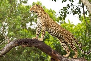 2 days masai mara safari from nairobi