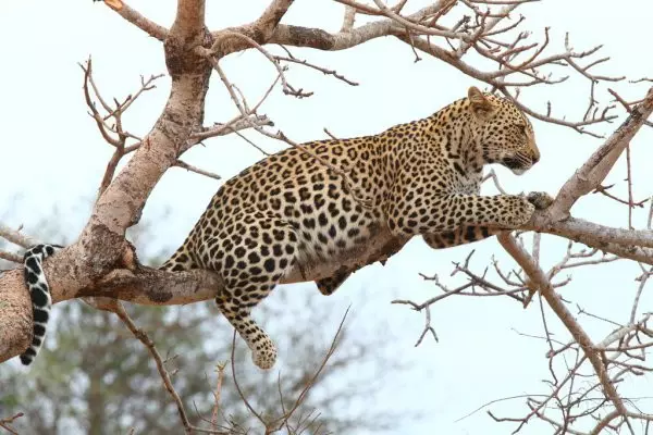 2-Day Serengeti Fly-In Safari from Zanzibar