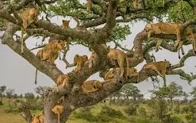 Tanzania and kenya safaris
