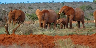  3-day midrange safari to amboseli and tsavo east