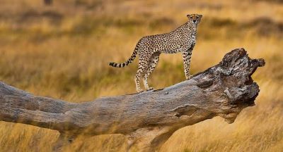 3 days tanzania private safari