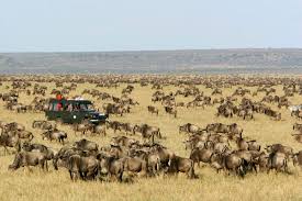 3 days masai mara group joining safari