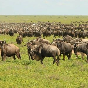 4 days all inclusive tanzania safari