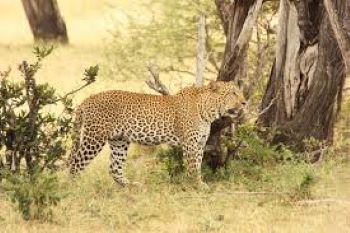5 days tanzania safari from karatu