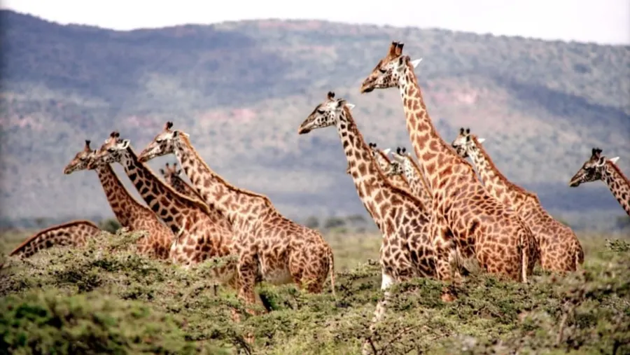 5 days tanzania safari from zanzibar