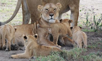 Tanzania safari packages 2025 from the USA