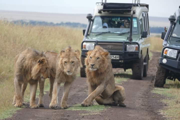 2-day tanzania sharing safari from arusha and moshi