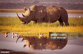 6 days big five safari tanzania