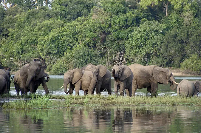 6 days safari to selous game reserve and kilwa beach