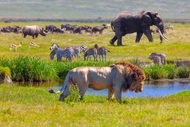 6 days tanzania lodge safari