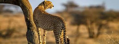 Tanzania safari packages 2025 from the USA