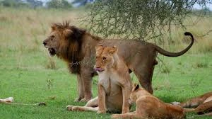 all inclusive 6 days tanzania safari