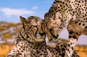 6 days semi luxury tanzania safari