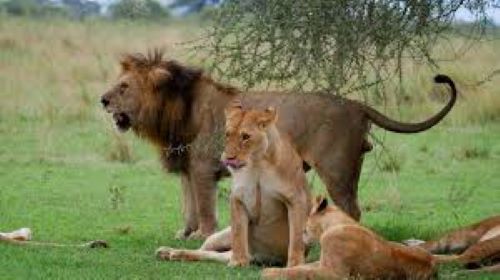 7 days VIP travel to tanzania and kenya