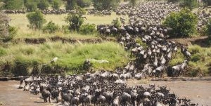5 days all inclusive africa safari