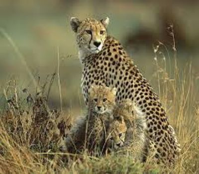 Tanzania safari packages 2025 from the USA