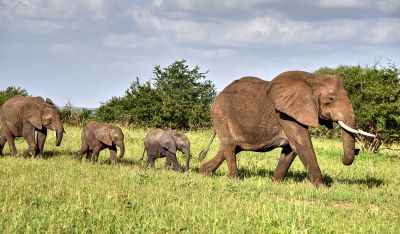 Tanzania safari packages 2025 from the USA
