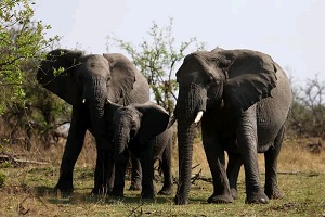 8 days luxury african safari for celebrities