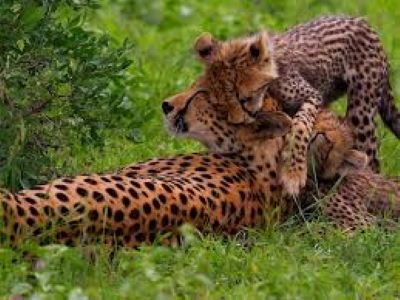 Tanzania safari packages 2025 from the USA