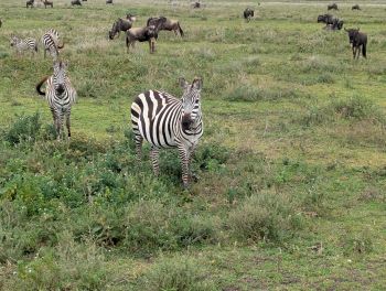 Tanzania Safari and Zanzibar Packages