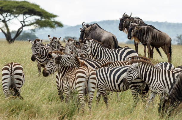 Cost of Tanzania And Kenya With Best Price on Safari