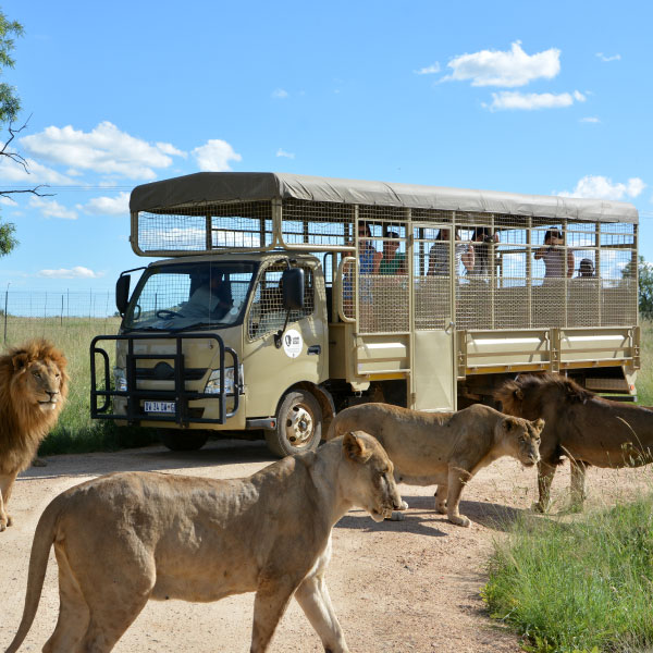 1 day lion and safari park