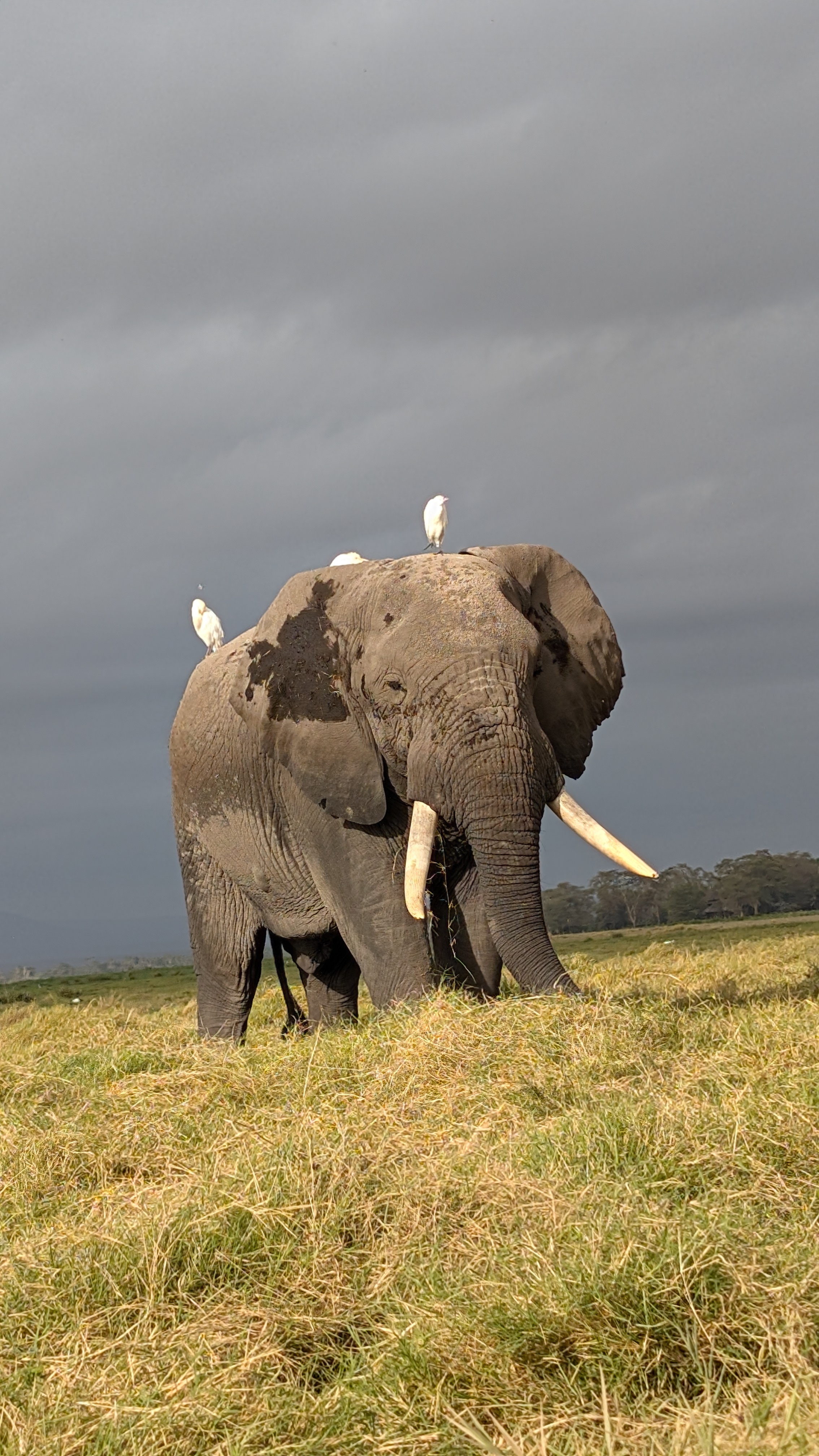 safe safari travel  and flight planning