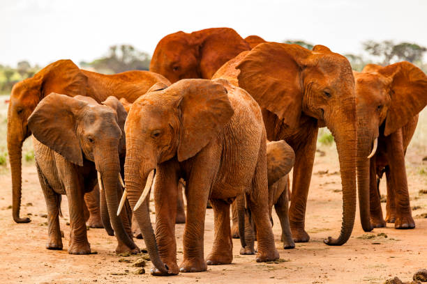 3 Days Tsavo East safari Package