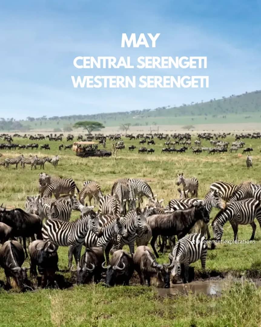 serengeti great migration safari in may central to grumeti river