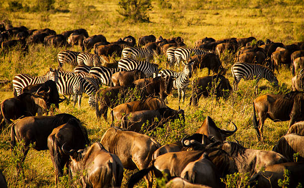 All-inclusive tanzania safari packages