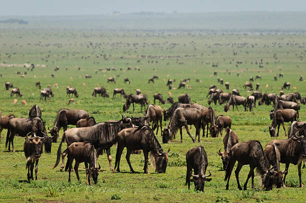 All-inclusive tanzania safari packages