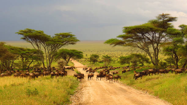 1 Week Kenya Travel Safari