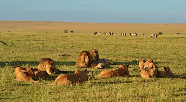 7 Days Kenya Safari All Inclusive 