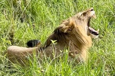 Tanzania and Kenya safari packages